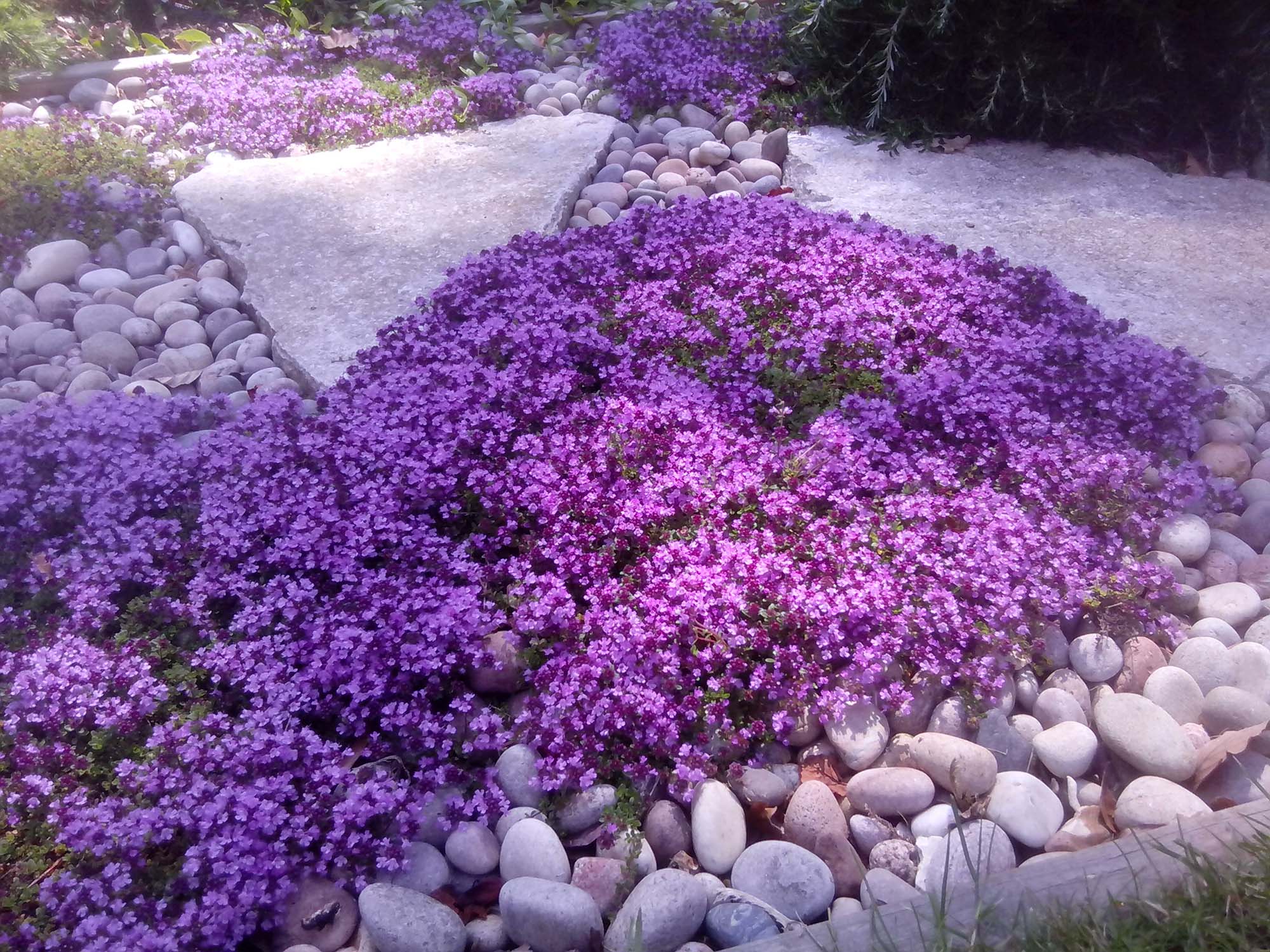 Natural stone landscaping in home garden with steps and flowerbeds