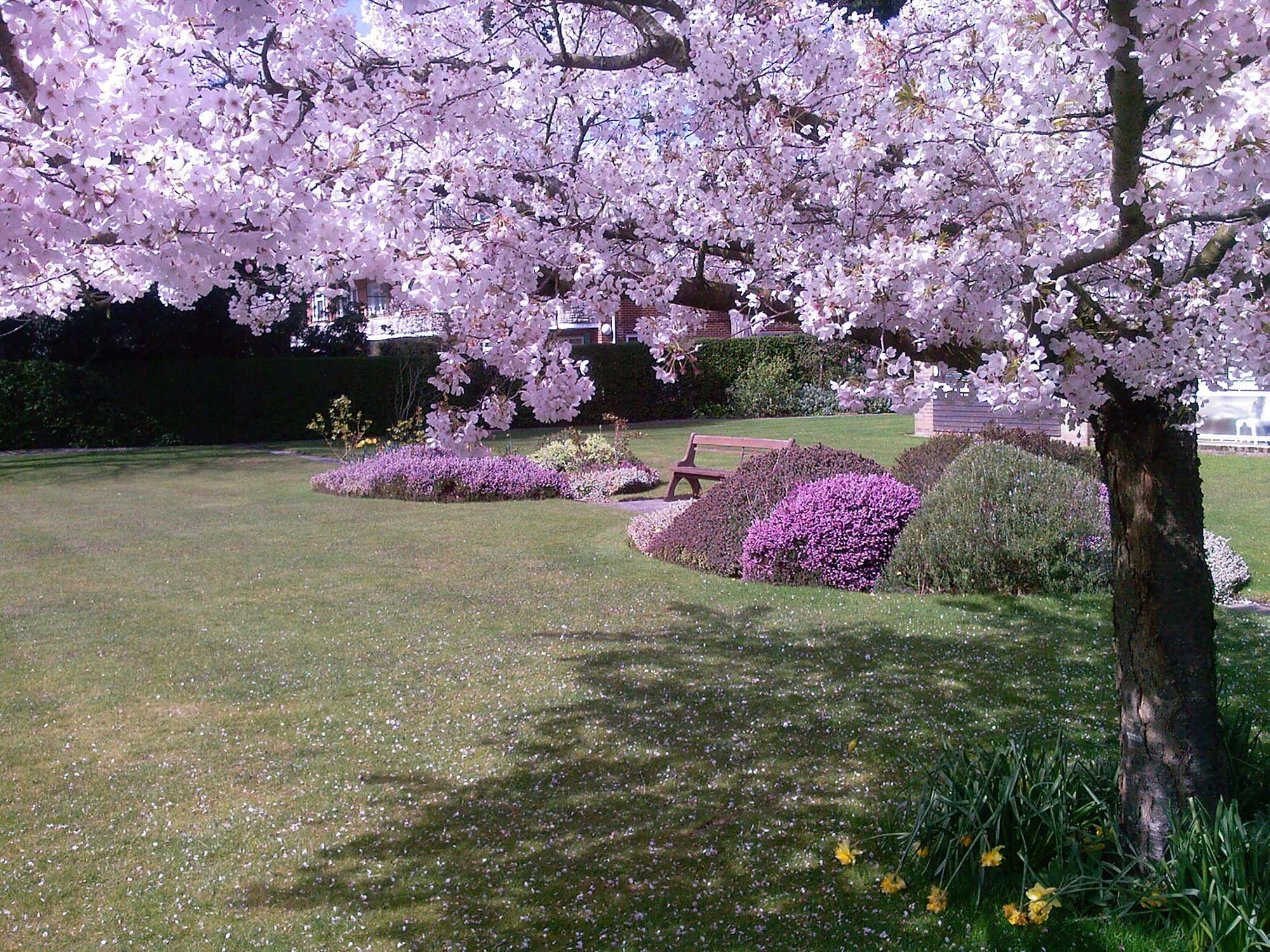 Garden maintenance in spring doing the mulching of the flowerbeds to keep down weeds and retain moisture in the soil