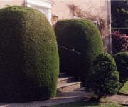 trimmed and shaped hedges